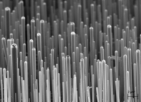 Silicon Nanowires SEM - 10 K X
